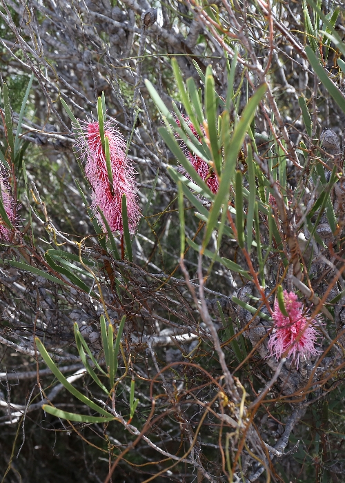 Western Australian Plants Proteaceae